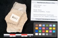 Foto (Objekt + Etikett) von Plantae indet.  (NHMW-GEO-2024-0188-6687)